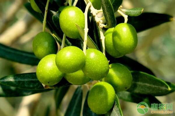 油橄欖嫁接育苗技術(shù)及嫁接前后的管理措施