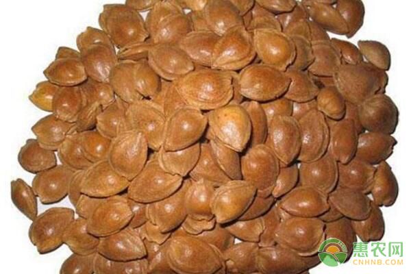 仁用杏產(chǎn)量低、質(zhì)量差怎么辦？仁用杏樹高產(chǎn)栽培技術(shù)