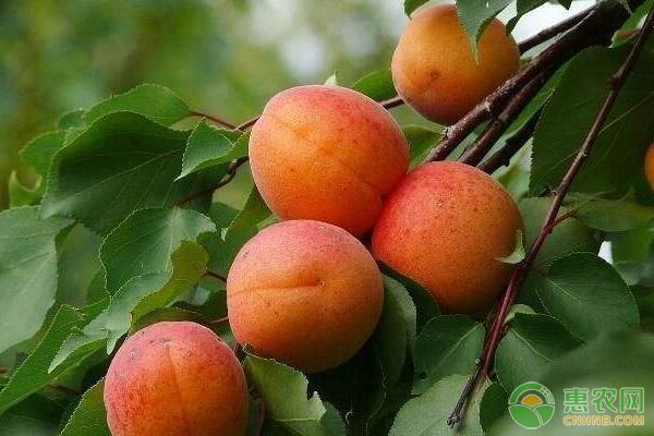 仁用杏產(chǎn)量低、質(zhì)量差怎么辦？仁用杏樹高產(chǎn)栽培技術(shù)