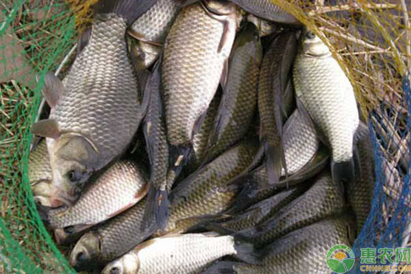 鯽魚養(yǎng)殖