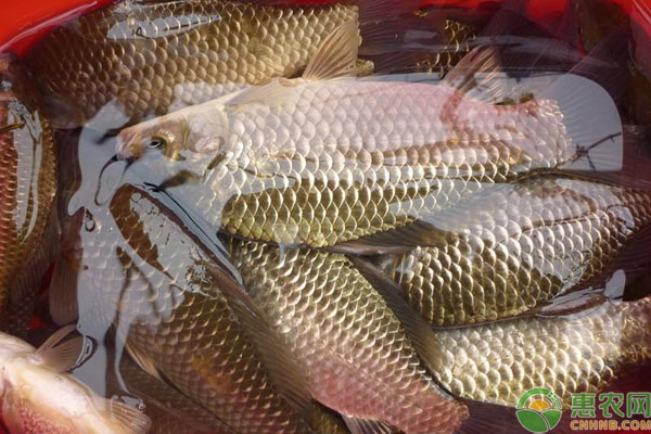 鯽魚養(yǎng)殖密度
