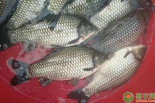 鯽魚養(yǎng)殖環(huán)境