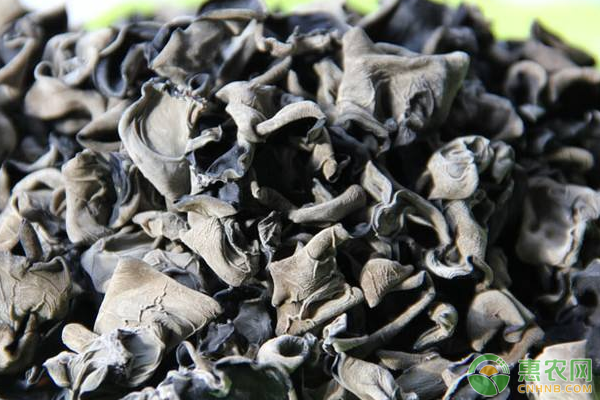 黑木耳大棚立體吊袋袋栽培管理技術(shù)及病害防治措施