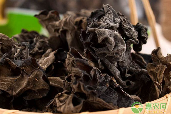 黑木耳大棚立體吊袋袋栽培管理技術(shù)及病害防治措施