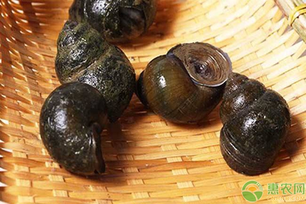 稻螺高效綜合養(yǎng)殖技術(shù)要點(diǎn)