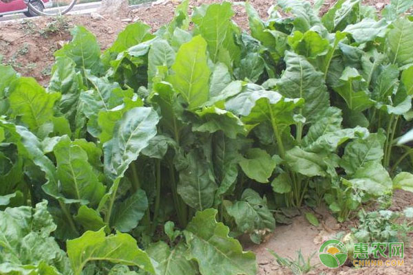 豬、藕、小龍蝦、大棚菜種養(yǎng)結(jié)合模式詳解