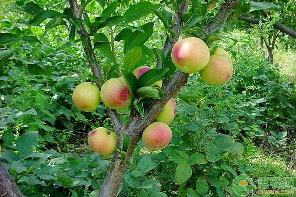果樹修剪技術(shù)要點及果樹修剪好處分析
