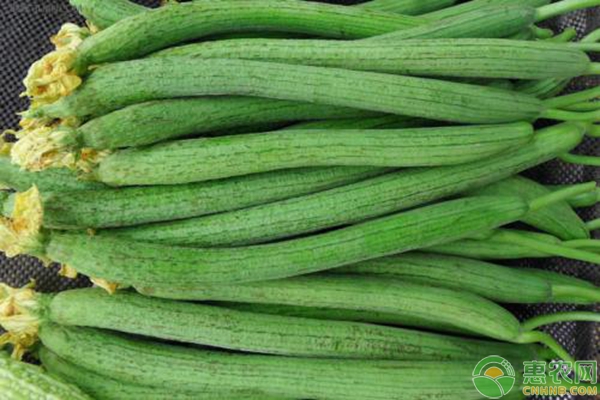 大棚絲瓜爛花的原因、解決方法就預(yù)防措施