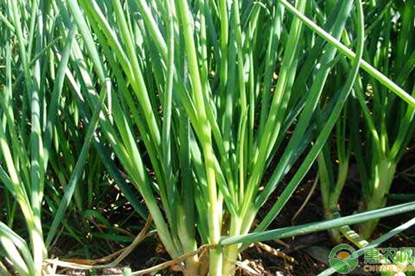 大蔥種植條件及播種定植方法