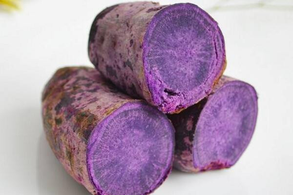 紫色石蕊地衣图片