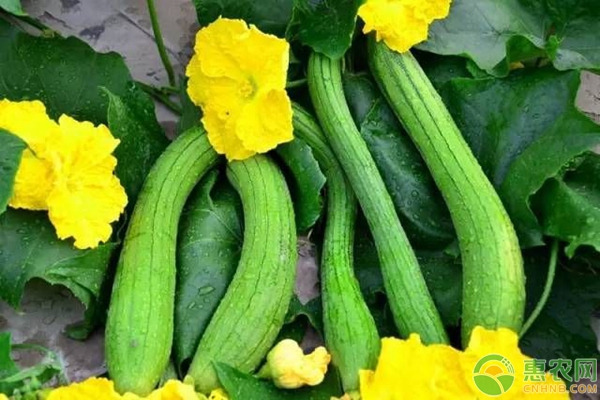 絲瓜化瓜預(yù)防措施