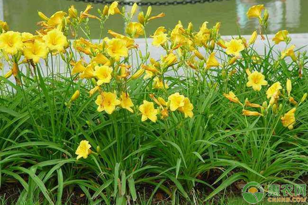 黃花菜高產(chǎn)優(yōu)質(zhì)施肥技術(shù)