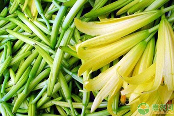 黃花菜高產(chǎn)優(yōu)質(zhì)施肥技術(shù)