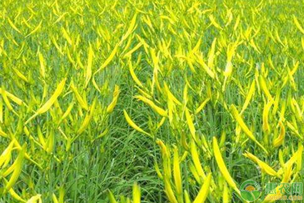 黃花菜高產(chǎn)優(yōu)質(zhì)施肥技術(shù)