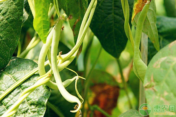 豆角種植方法要點(diǎn)