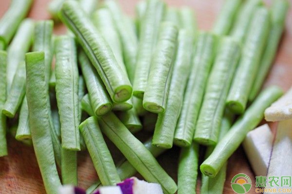 豆角種植方法要點(diǎn)