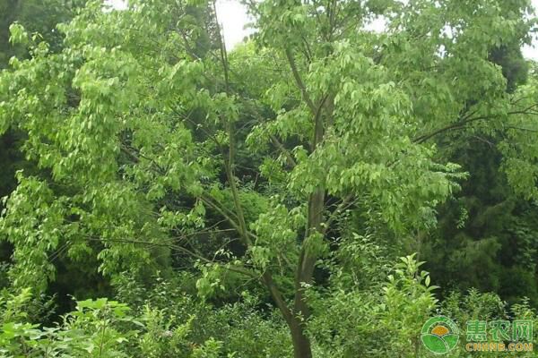 絲棉木嫁接衛(wèi)矛成活率低的原因及改進(jìn)措施