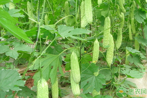 黃瓜套作苦瓜的高效種植技術詳解