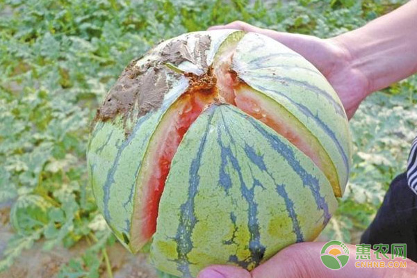 西瓜裂瓜的原因及預(yù)防措施