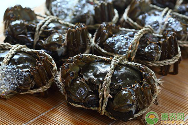 河蟹養(yǎng)殖池為何會出現(xiàn)青苔？有哪些危害？如何防治？