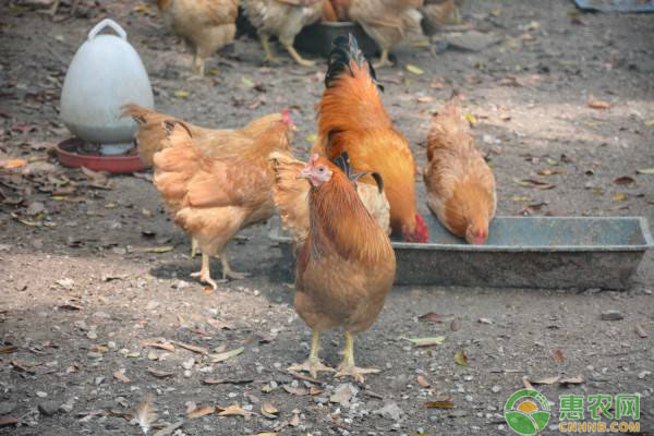 小雞運(yùn)輸時(shí)、破殼后、出生后飼料管理措施