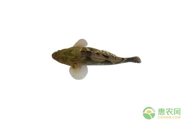 冬春季魚類水霉病發(fā)病癥狀、發(fā)生原因、防治措施