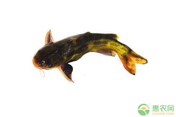 冬春季魚類水霉病發(fā)病癥狀、發(fā)生原因、防治措施