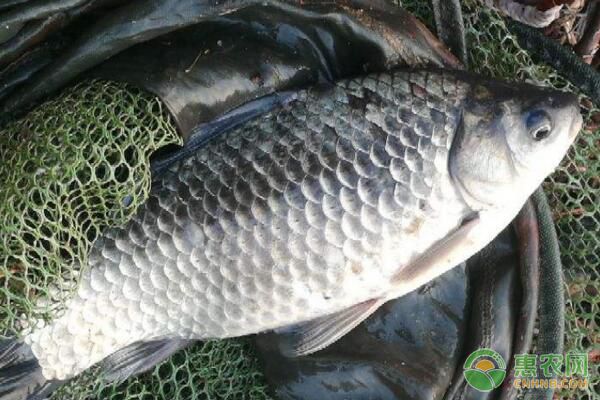 冬春季魚類水霉病發(fā)病癥狀、發(fā)生原因、防治措施