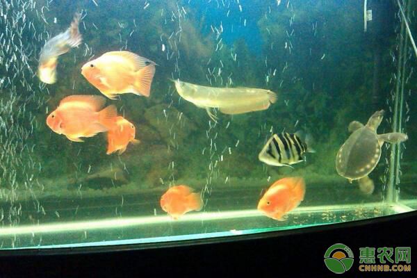 小丑貝生活習(xí)性、體形體色、飼養(yǎng)培育、繁殖技術(shù)要點(diǎn)