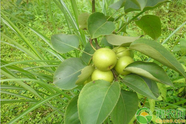 梨樹(shù)不同階段的修剪技術(shù)要點(diǎn)