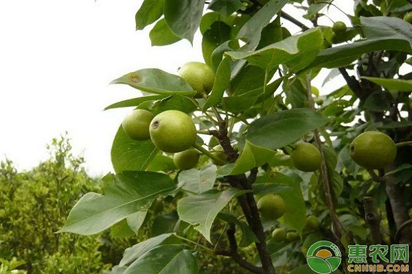 梨樹(shù)不同階段的修剪技術(shù)要點(diǎn)