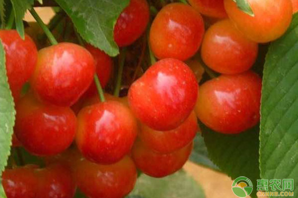 櫻桃種植想高產，科學修剪、溫度管理等因素很關鍵！