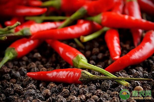 辣椒如何高产种植？<a href='https://www.cnhnb.com/p/ljzz/' class='j-href' target='_blank'><span style='color:#FF8001'>辣椒种子</span></a>选择、施肥浇水管理要点