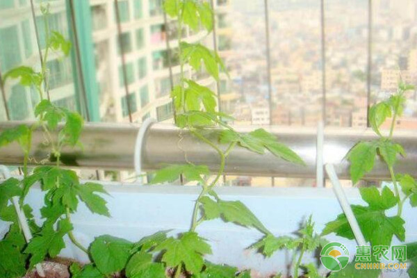 陽臺盆栽苦瓜的種植方法介紹