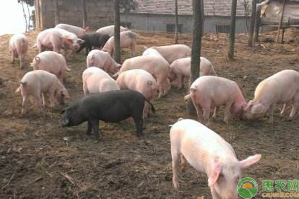 豬食飼喂