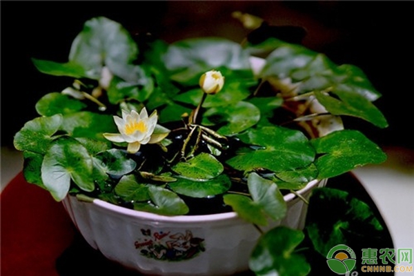 造成碗蓮總不開(kāi)花的5大因素