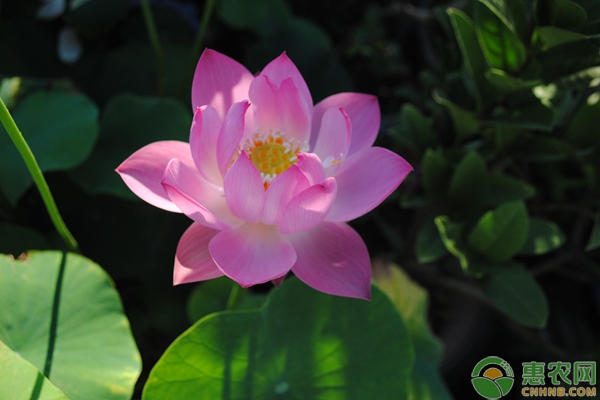 造成碗蓮總不開(kāi)花的5大因素
