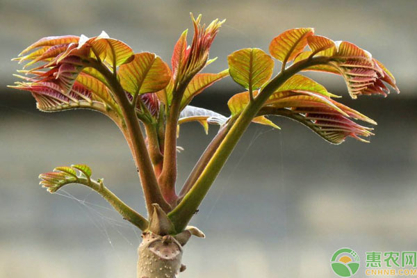 香椿種植管理