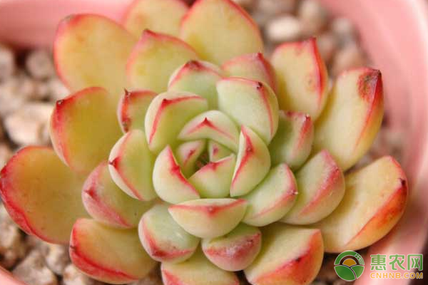 多肉植物濕土干栽、干土干栽、浸盆種植澆水管理