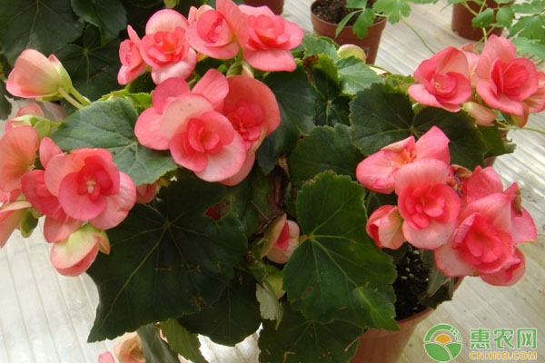 盆栽海棠花的養(yǎng)殖方法和日常養(yǎng)護要點