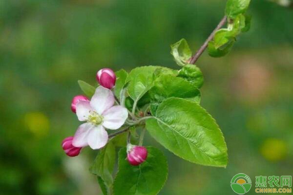 果樹開花前要如何施肥