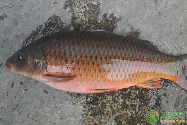 鯉魚常見病害有哪些？鯉魚病害發(fā)生原因、防治措施