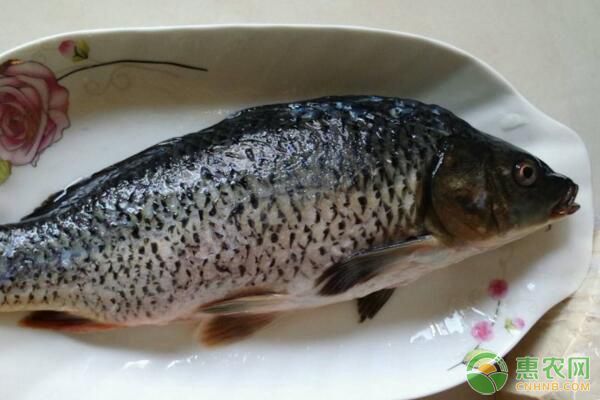鯉魚常見病害有哪些？鯉魚病害發(fā)生原因、防治措施