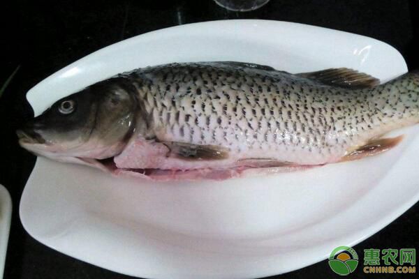 鯉魚常見病害有哪些？鯉魚病害發(fā)生原因、防治措施