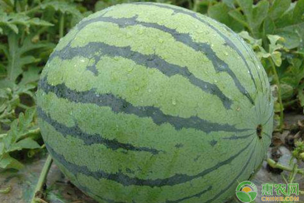 西瓜如何才能高产种植？西瓜藤蔓管理很关键！