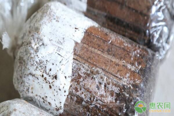 什么是枝條菌種？枝條菌種制作方法及使用注意事項