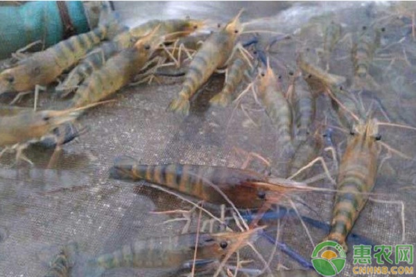 魚花培育技術(shù)及羅氏沼蝦養(yǎng)殖流程
