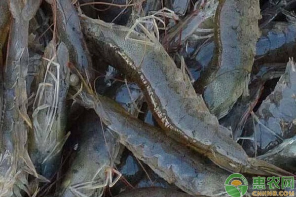 魚花培育技術(shù)及羅氏沼蝦養(yǎng)殖流程