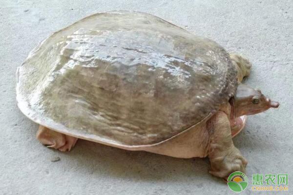 魚蟹混養(yǎng)、魚蝦混養(yǎng)、魚鱉混養(yǎng)飼養(yǎng)管理技術(shù)