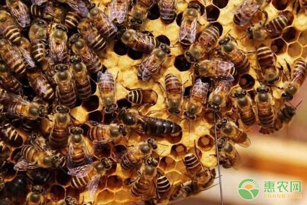 如何捕捉野外蜂群？養(yǎng)蜂人告訴你快速捕捉蜂群的要訣